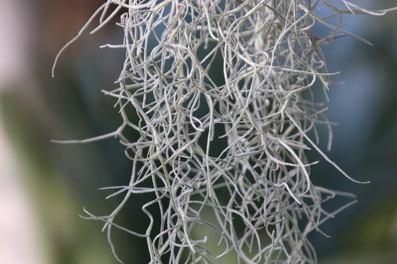tillandsia epiphytic plant