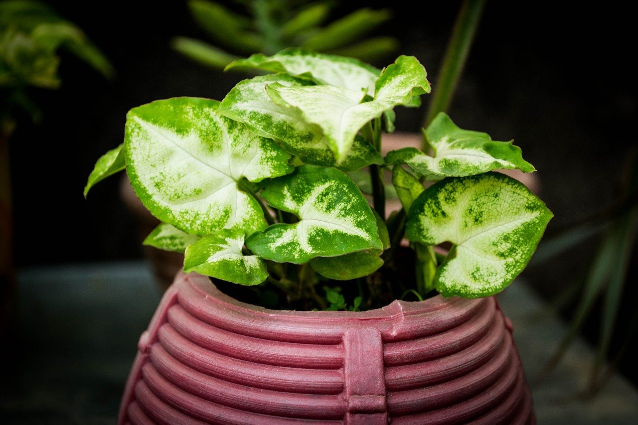 Arrowhead Plant Syngonium 