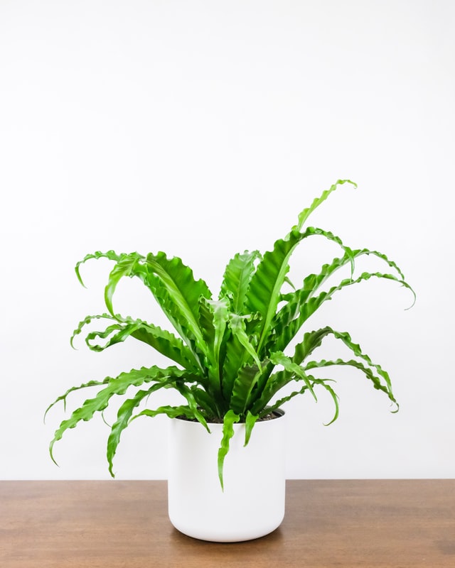 An Asplenium nidus in a white pot.