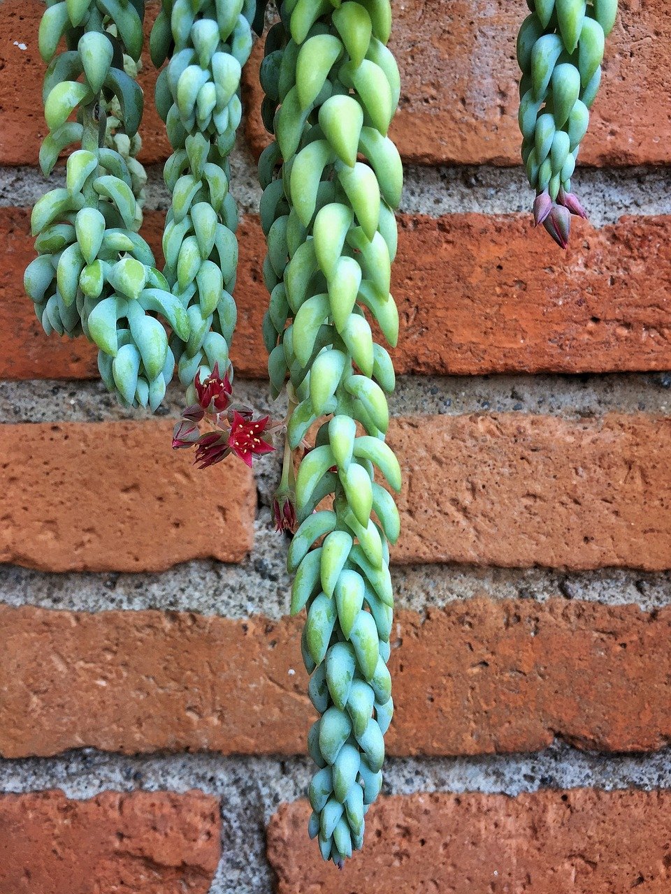 Sedum Morganianum